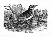      Little Robins' Love One to Another