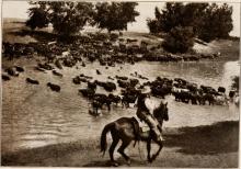      Tales from the X-bar Horse Camp: The Blue-Roan Outlaw and Other Stories
