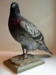      Four Pigeons