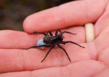      Spiders Bite
