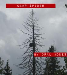      Camp Spider